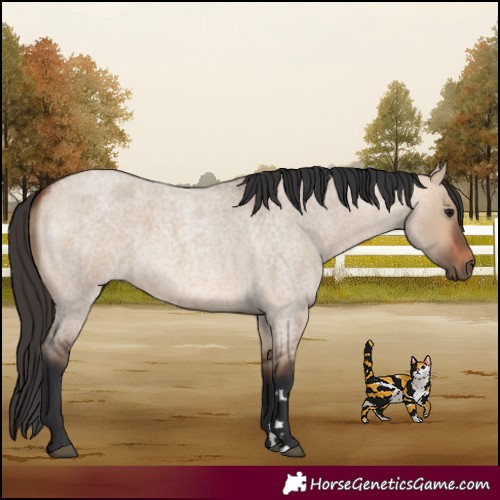 Horse Color:Bay Roan Dun 