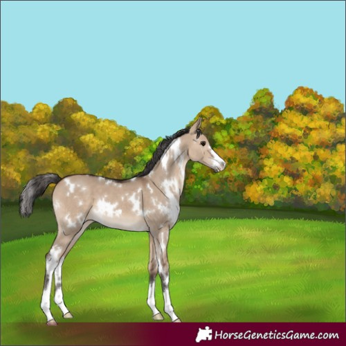 Horse Color:White Spotted Brown Dun