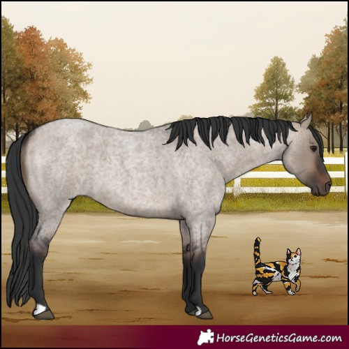 Horse Color:Brown Roan Dun 