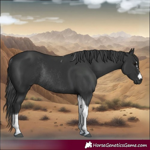 Horse Color:Black Tobiano Rabicano 
