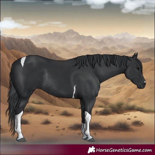 Horse Color:Black Tobiano Rabicano