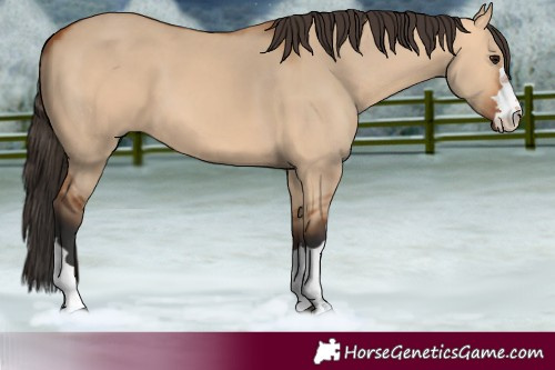 Horse Color:Bay Dun