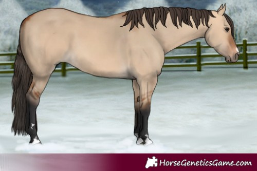 Horse Color:Bay Dun