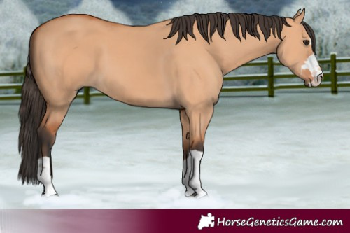 Horse Color:Bay Dun
