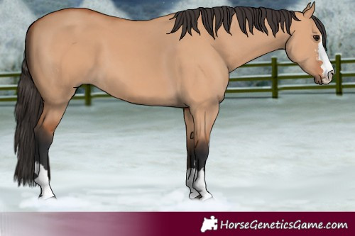 Horse Color:Bay Dun 