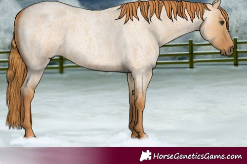Horse Color:Red Dun Roan