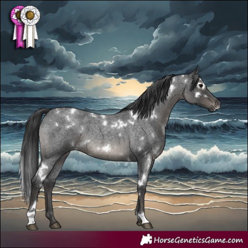 Horse Color:White Spotted Blue Roan 
