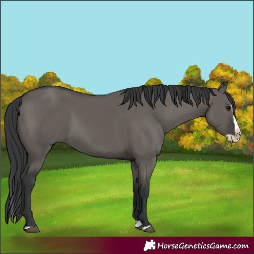 Horse Color:Grullo Splash 