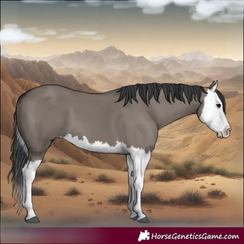 Horse Color:Grullo Splash