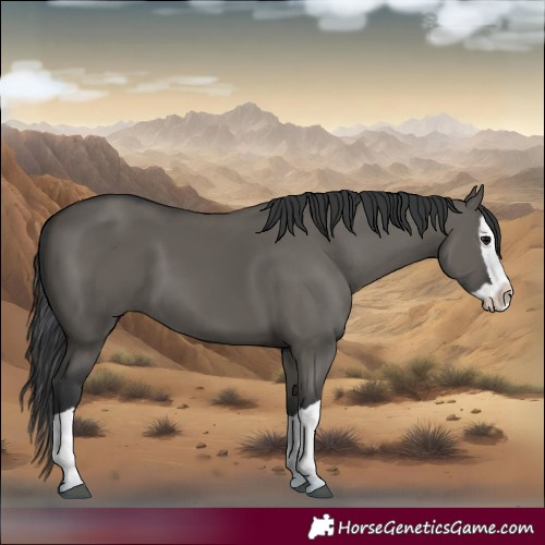 Horse Color:Grullo Splash 