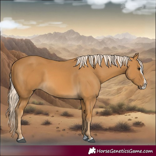 Horse Color:Palomino Splash