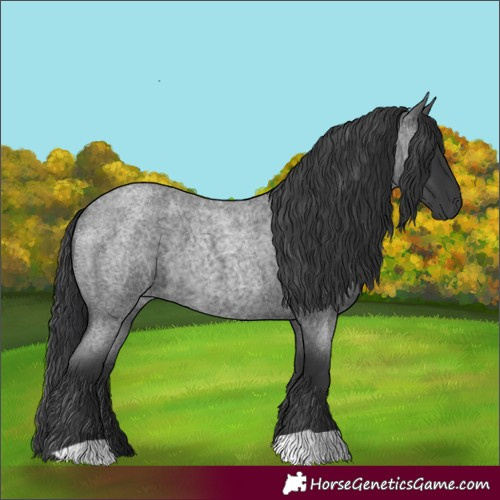 Horse Color:Blue Roan 