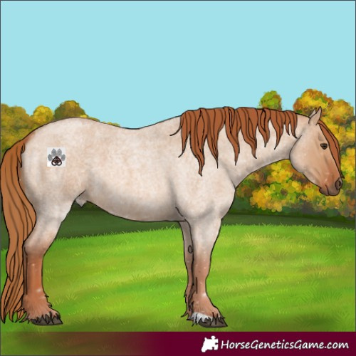 Horse Color:Red Dun Roan