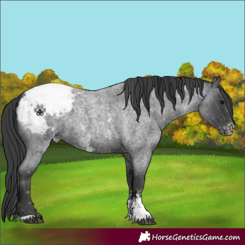 Horse Color:Blue Roan Sabino Appaloosa 