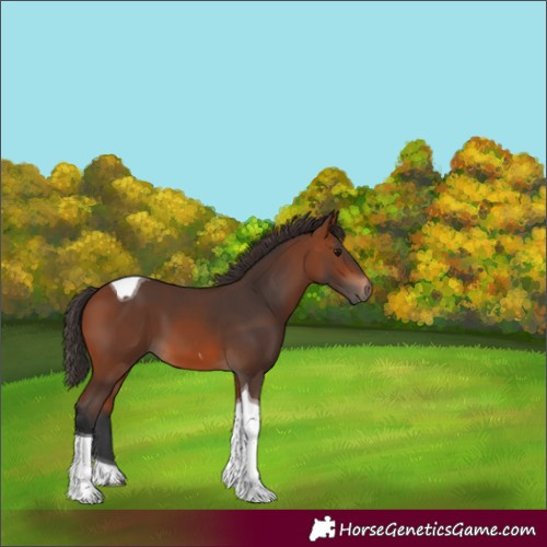 Horse Color:Bay Tobiano
