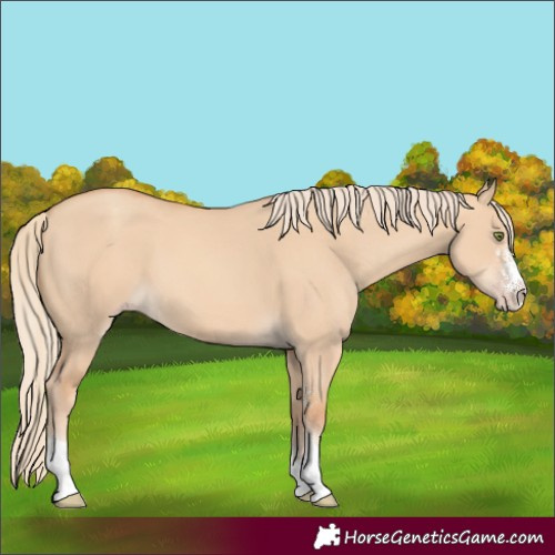 Horse Color:Gold Champagne Dun Sabino 