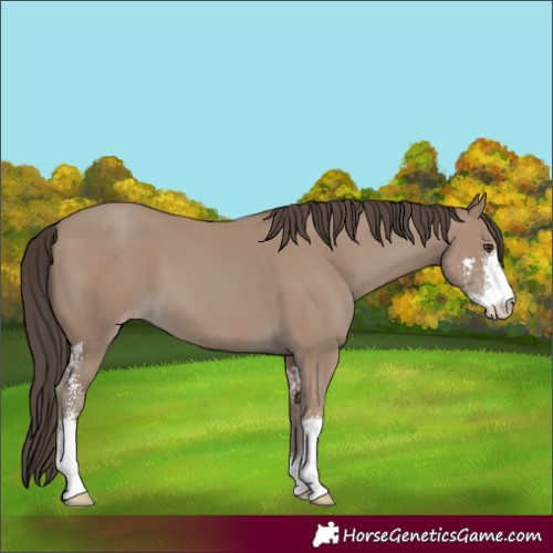 Horse Color:Classic Champagne Sabino 