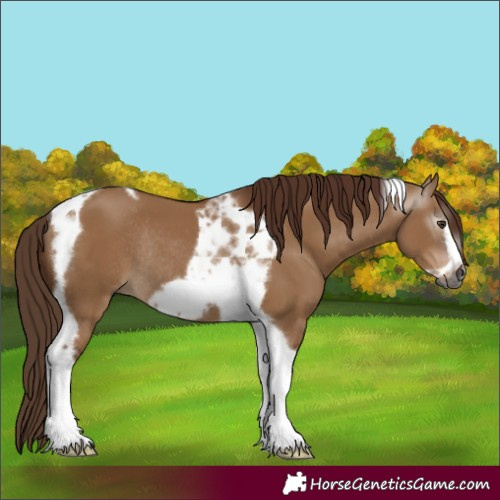 Horse Color:Gray Red Dun Tobiano Frame Rabicano 