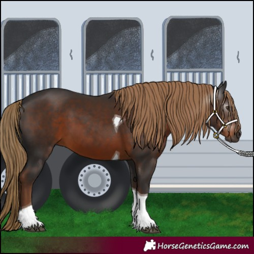 Horse Color:Gray Liver Chestnut Tobiano 
