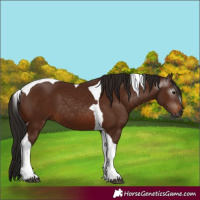 Horse Color:Gray Bay Tobiano 