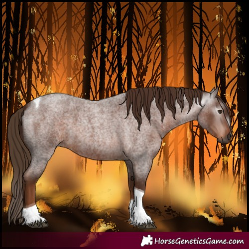 Horse Color:Gray Red Roan Tobiano 