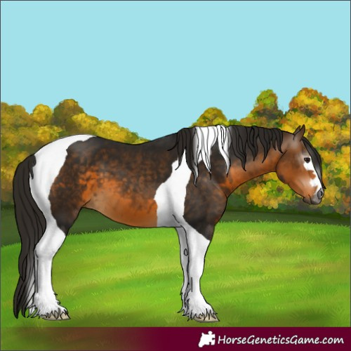 Horse Color:Gray Buckskin Tobiano