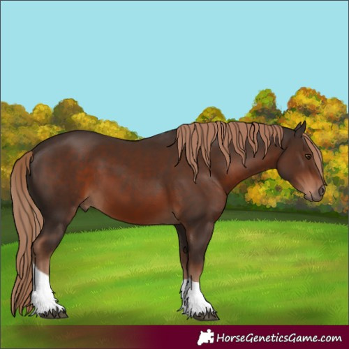 Horse Color:Liver Chestnut Tobiano 