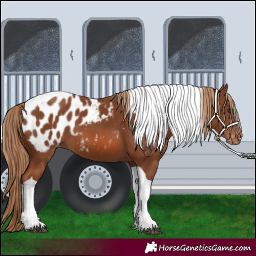 Horse Color:Chestnut Tobiano Blanket 