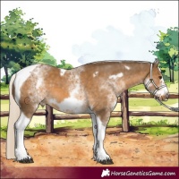 Horse Color:White Spotted Chocolate Palomino Tobiano Frame 