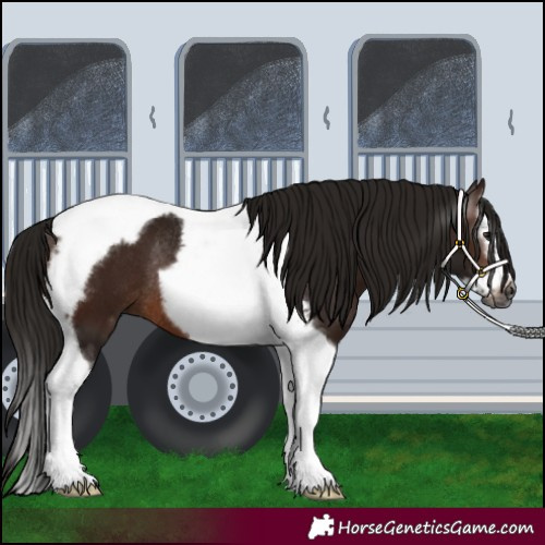 Horse Color:Gray Bay Splash Tobiano Frame Rabicano 