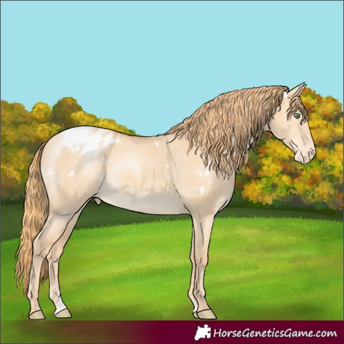 Horse Color:White Spotted Gold Champagne Dun Appaloosa