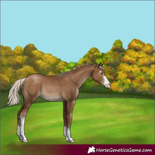 Horse Color:Gray Silver Black Pearl Sabino Rabicano 