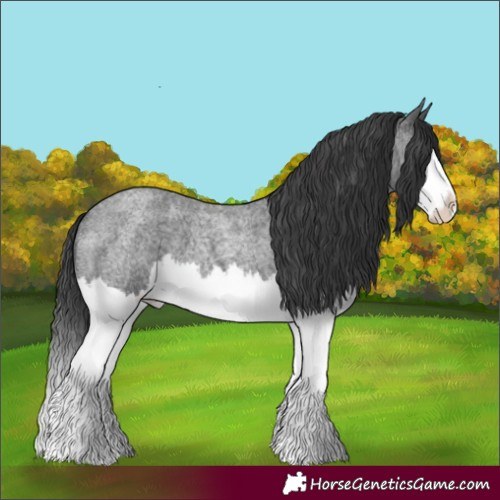 Horse Color:Blue Roan Splash 