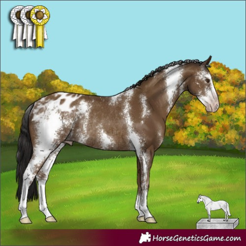 Horse Color:Gray Classic Champagne Sabino Appaloosa Rabicano