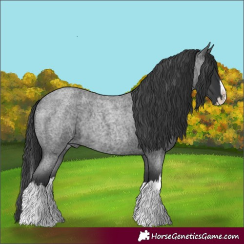 Horse Color:Blue Roan Splash 