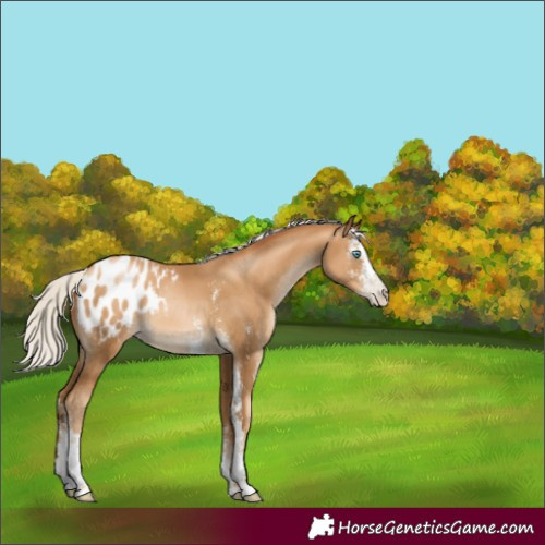 Horse Color:Gray Silver Classic Champagne Pearl Sabino Appaloosa Rabicano 