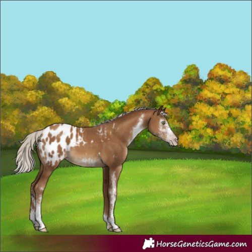 Horse Color:Gray Silver Classic Champagne Sabino Appaloosa Rabicano 
