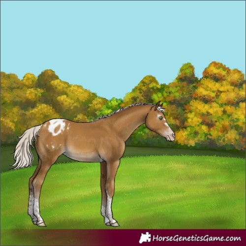Horse Color:Gray Silver Classic Cream Champagne Tobiano Appaloosa 