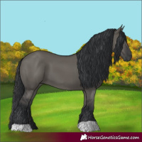 Horse Color:Grullo