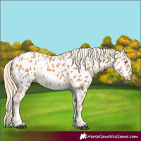 Horse Color:Palomino Appaloosa and Palomino Appaloosa