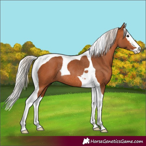 Horse Color:Silver Bay Splash Tobiano Rabicano