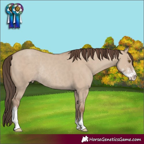 Horse Color:Classic Champagne Dun Sabino Rabicano 
