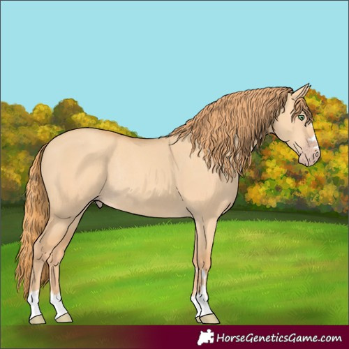 Horse Color:Gold Champagne Dun Rabicano 