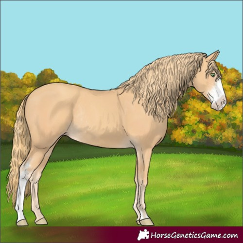 Horse Color:Gold Champagne Sabino Rabicano