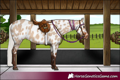 Horse Color:Silver Brown Dun Appaloosa