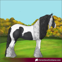 Horse Color:Black Tobiano