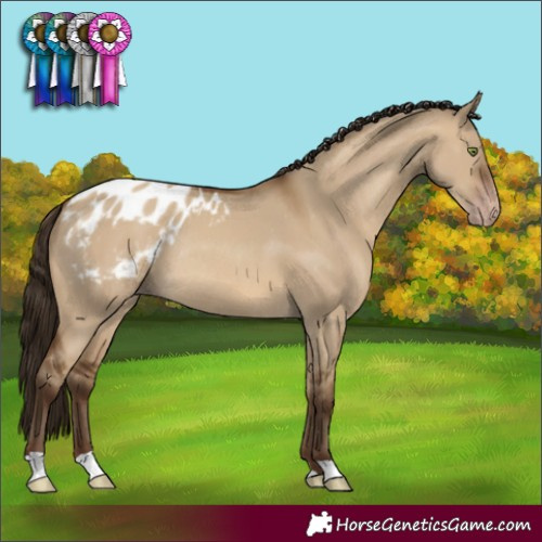 Horse Color:Gray Amber Champagne Dun Appaloosa Rabicano 