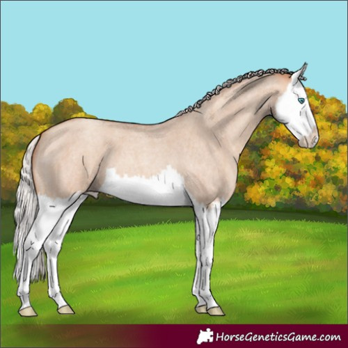 Horse Color:Silver Amber Champagne Roan Dun Splash 