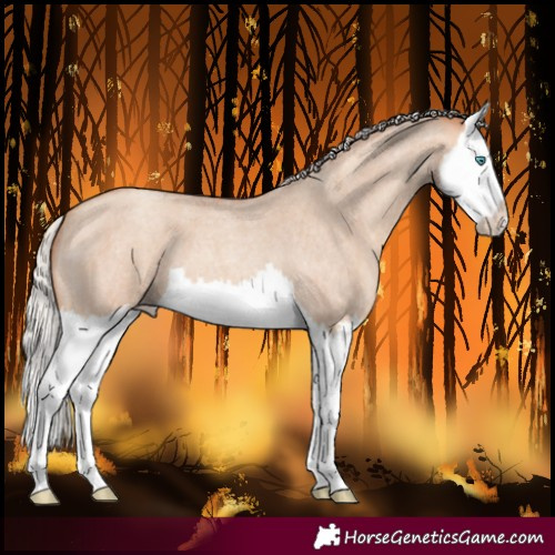 Horse Color:Silver Amber Champagne Roan Dun Splash 
