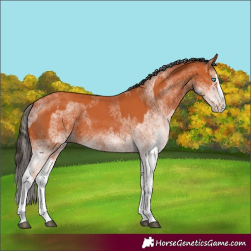 Horse Color:Unknown 